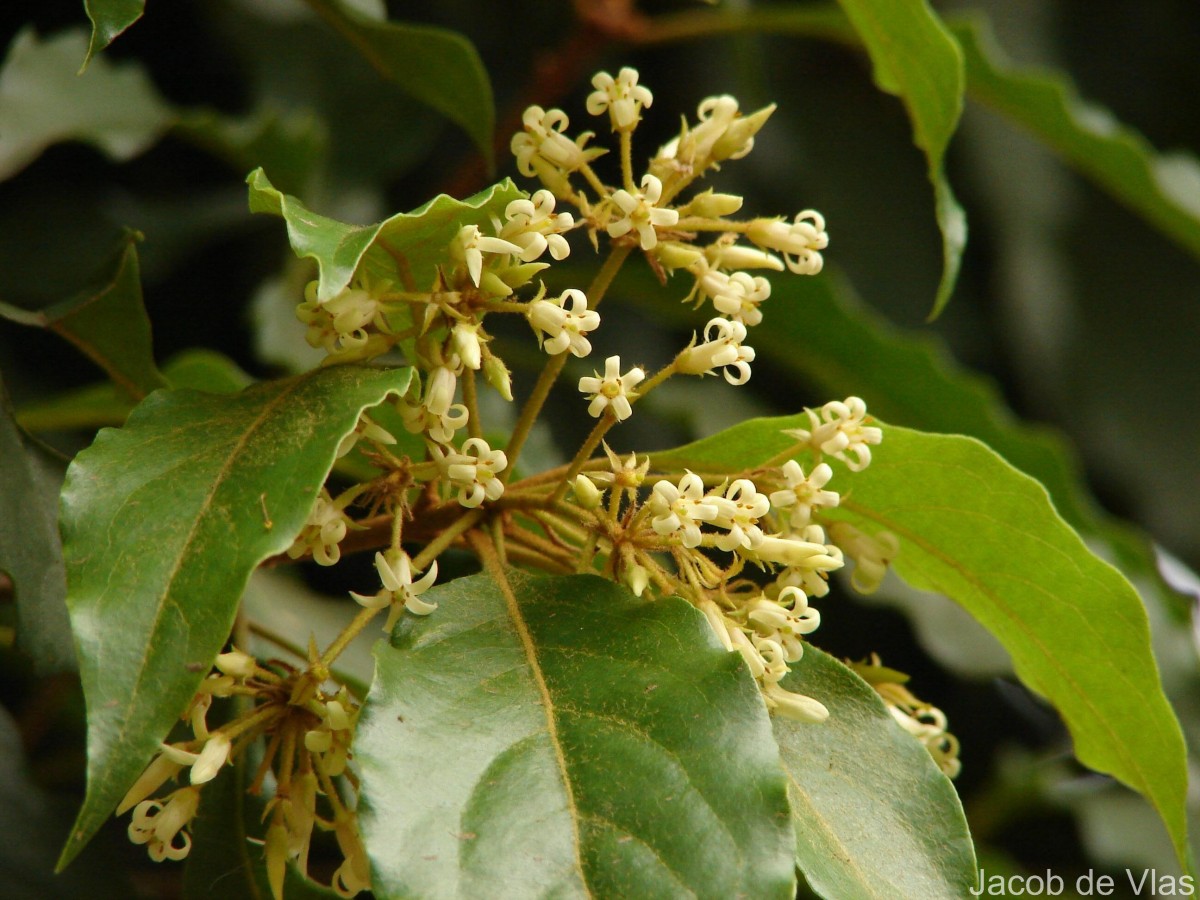 Pittosporum ferrugineum W.T.Aiton